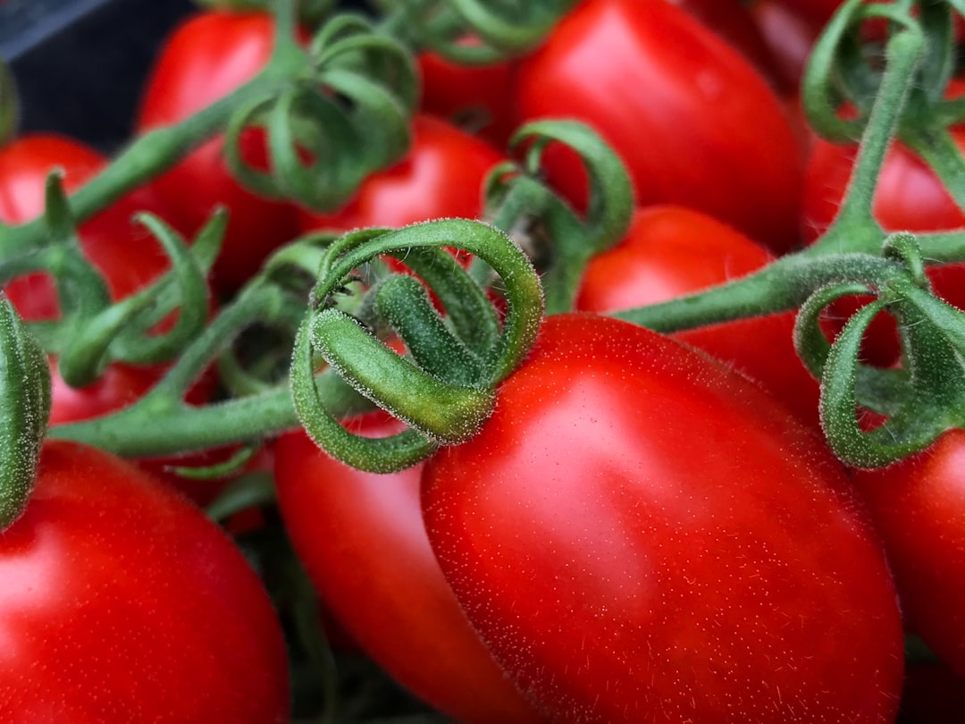 I pomodori di pachino